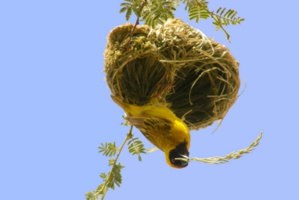 Tisserin mâle © DR. Tisserin mâle © DR.